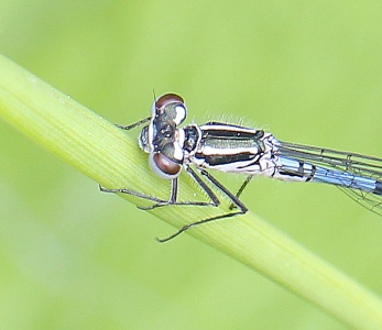 Azure Damselfly (Coenagrion puella) young male, Alan Prowse